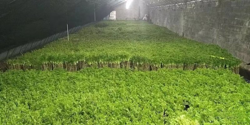 返季节山野菜刺嫩芽