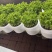 返季节山野菜刺嫩芽