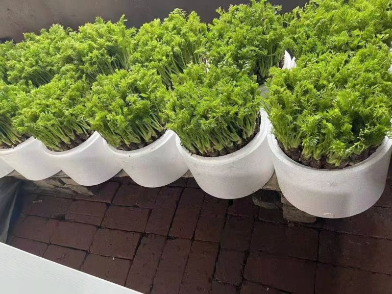 返季节山野菜刺嫩芽