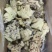 熟牛蹄