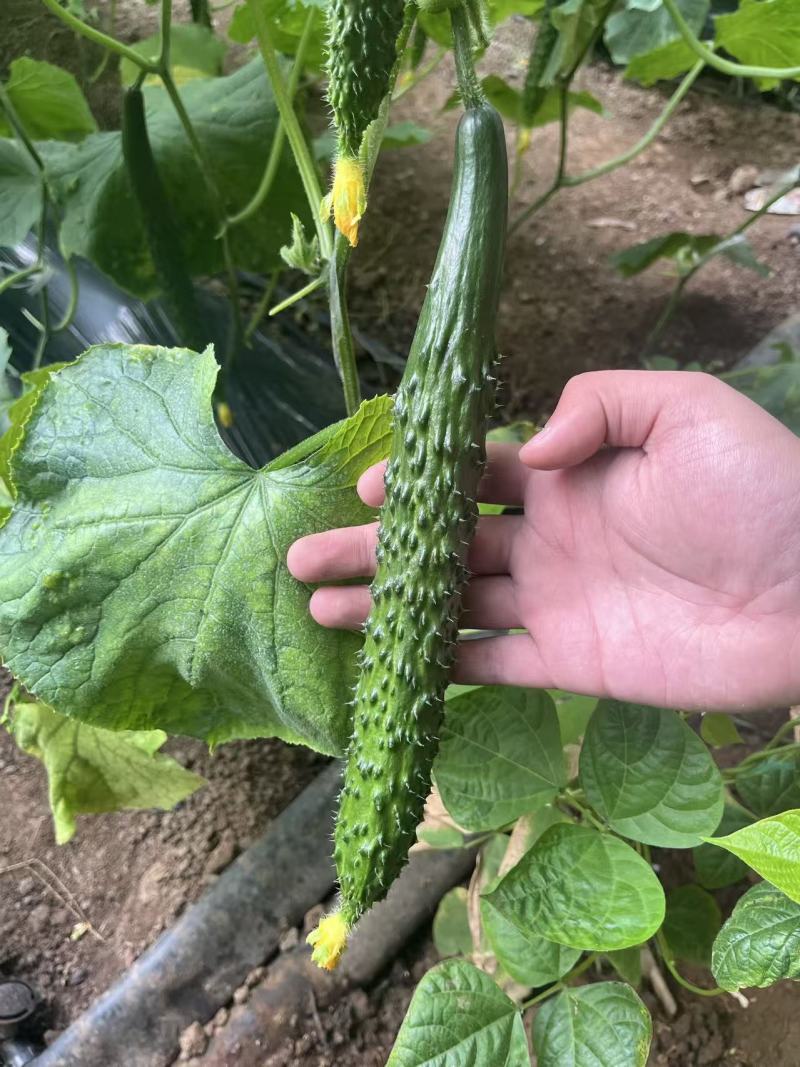 兰陵县密刺黄瓜