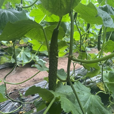 兰陵县密刺黄瓜