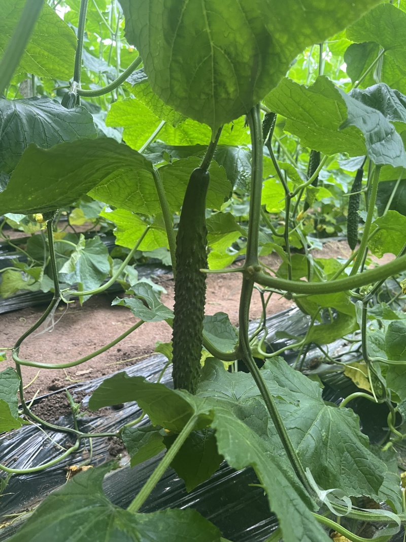 兰陵县密刺黄瓜
