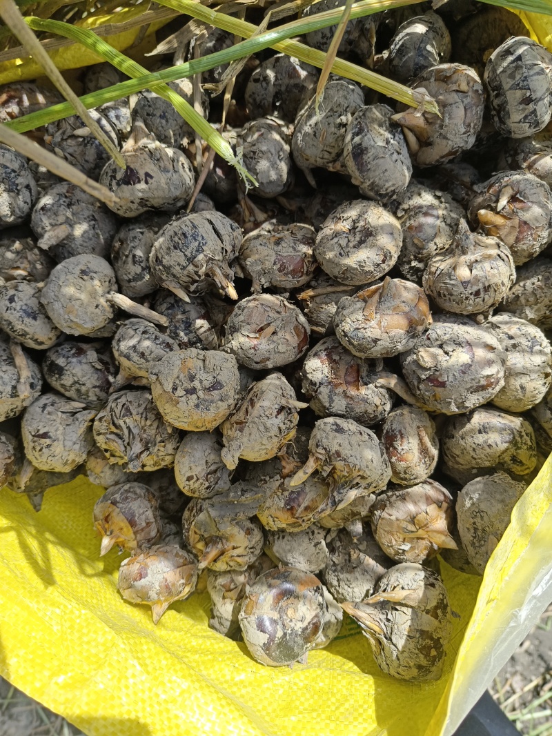 广西水果马蹄