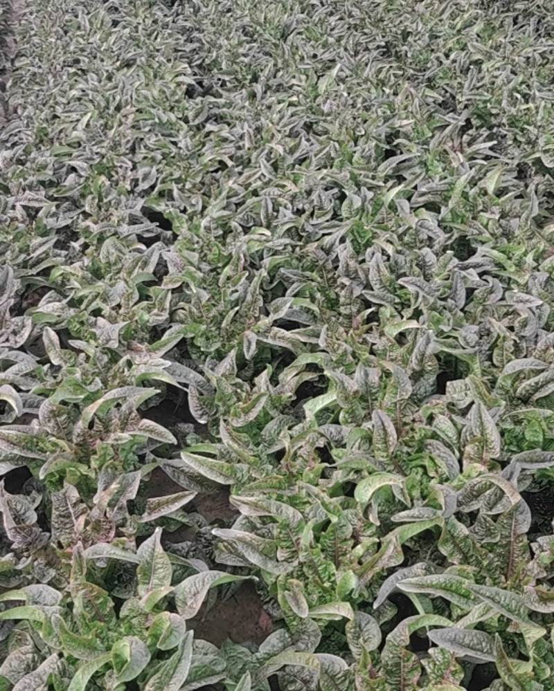 河南周口莴笋