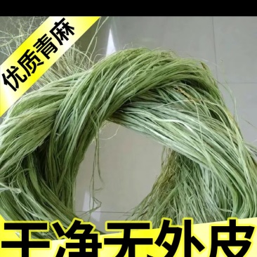 湖南苎麻