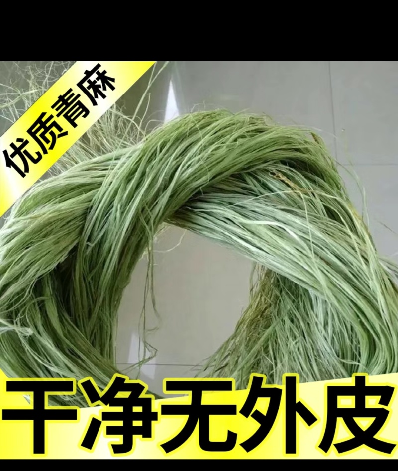 湖南苎麻