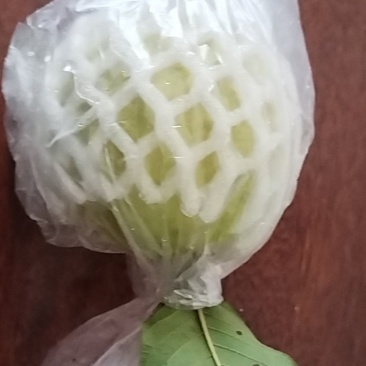 北流白心/红心番石榴