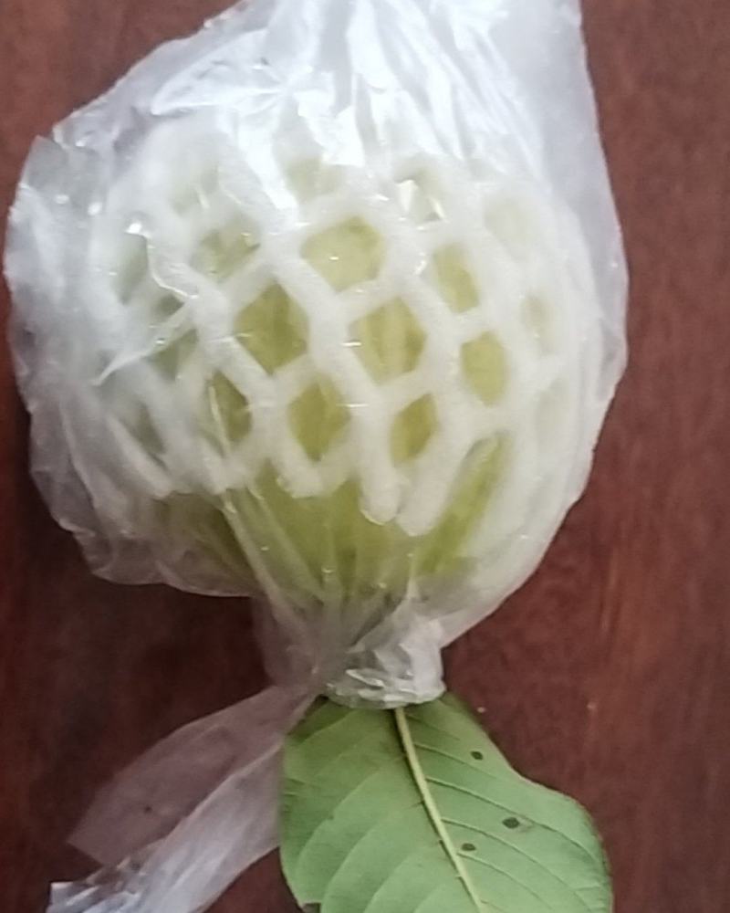 北流白心/红心番石榴