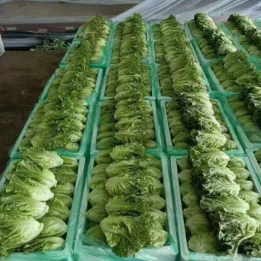 泡沫箱