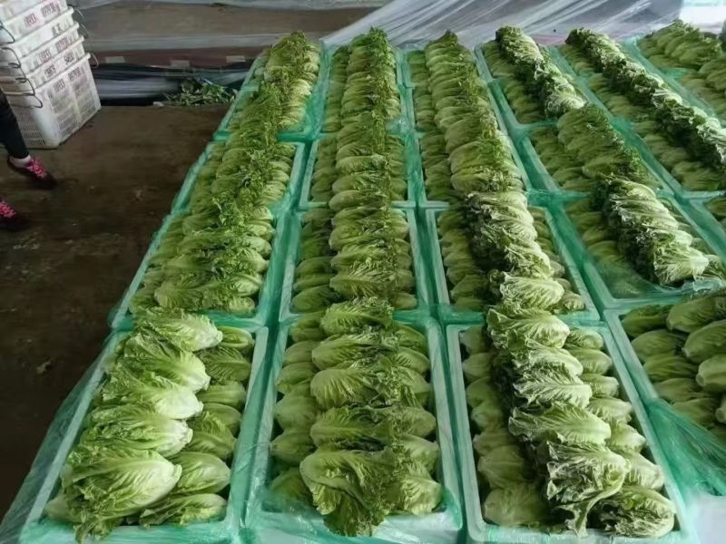 泡沫箱