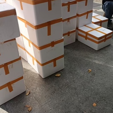 冬笋