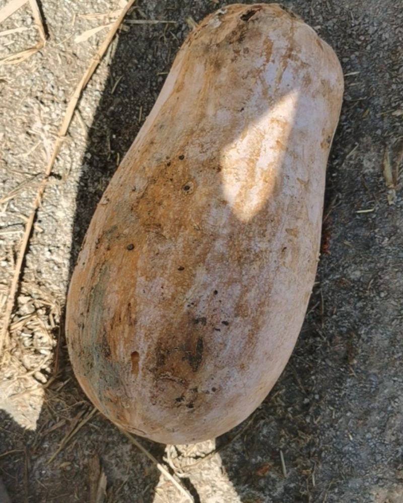 次品南瓜
