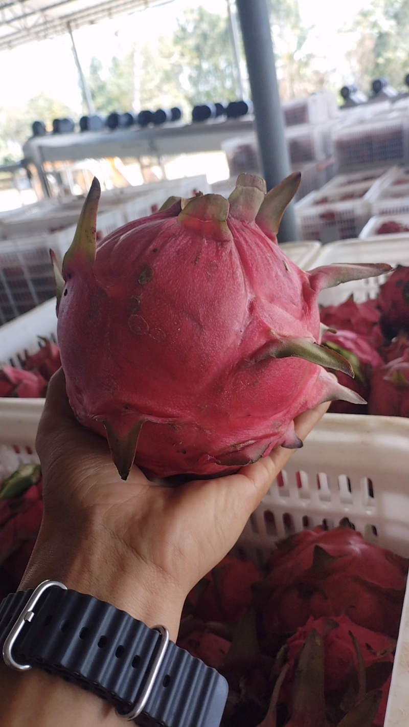 红心火龙果