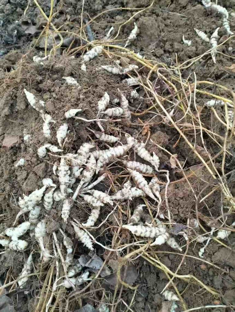 精品电商螺丝菜地环宝塔菜