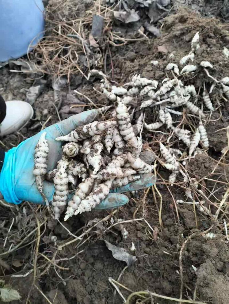 精品电商螺丝菜地环宝塔菜