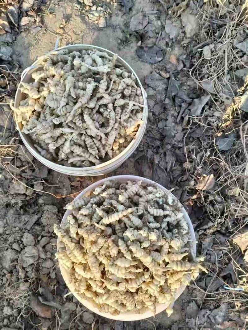 精品电商螺丝菜地环宝塔菜