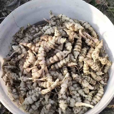精品电商螺丝菜地环宝塔菜