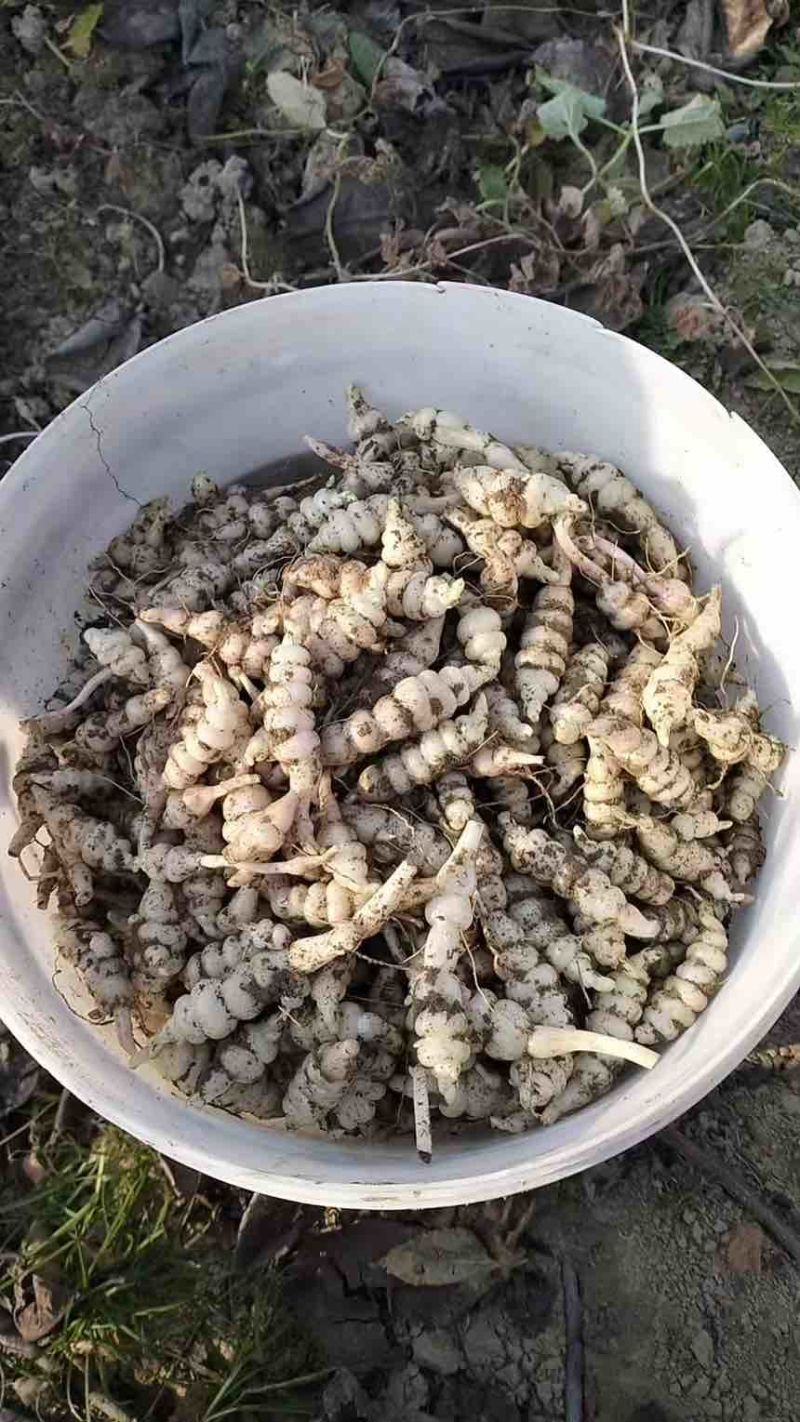 精品电商螺丝菜地环宝塔菜