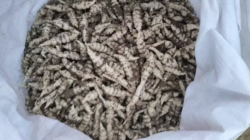 精品电商螺丝菜地环宝塔菜