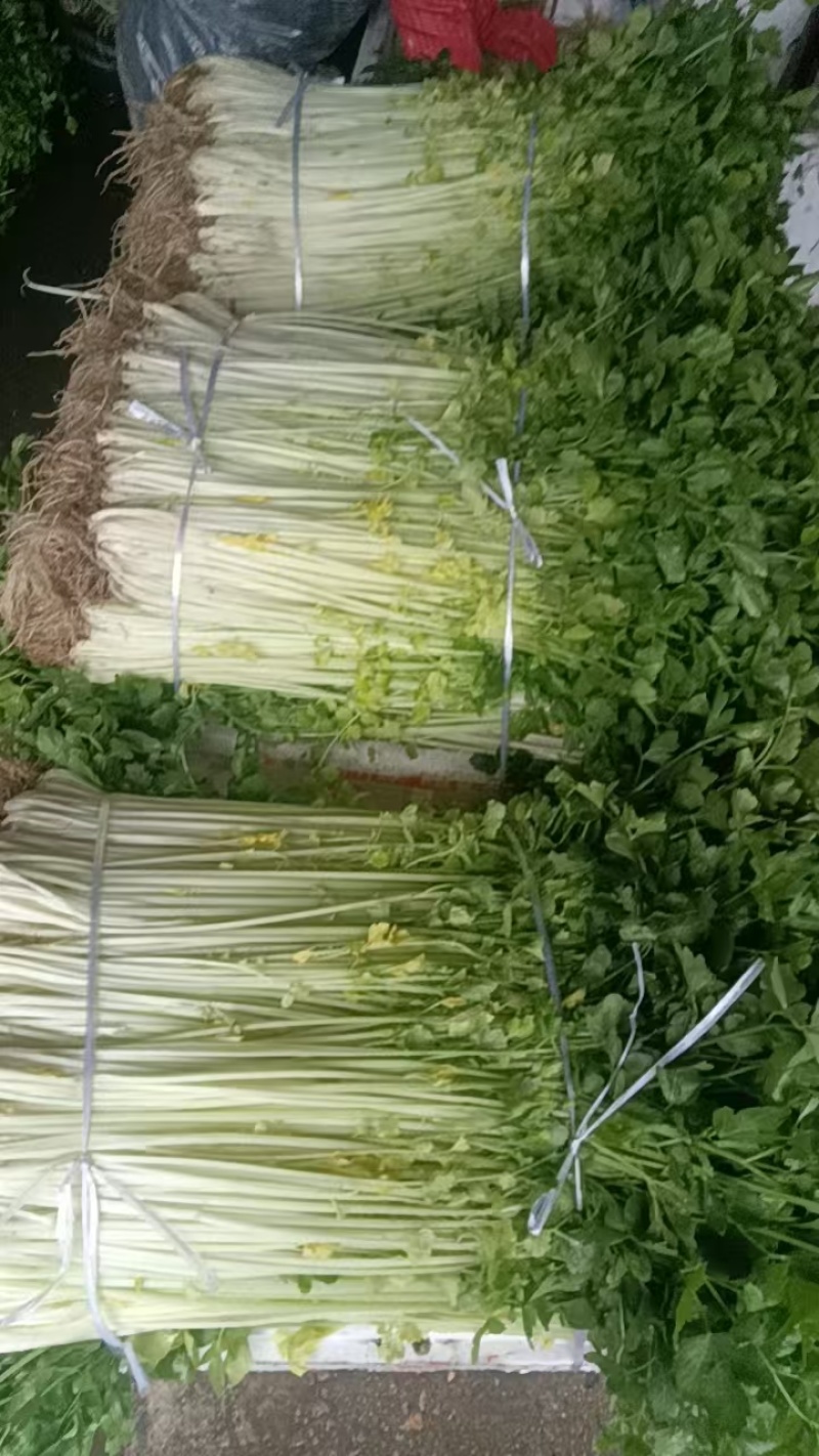 香芹
