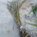17-18芽多黄金甘蔗种茎，多数超过20+芽，大概3万条，欢