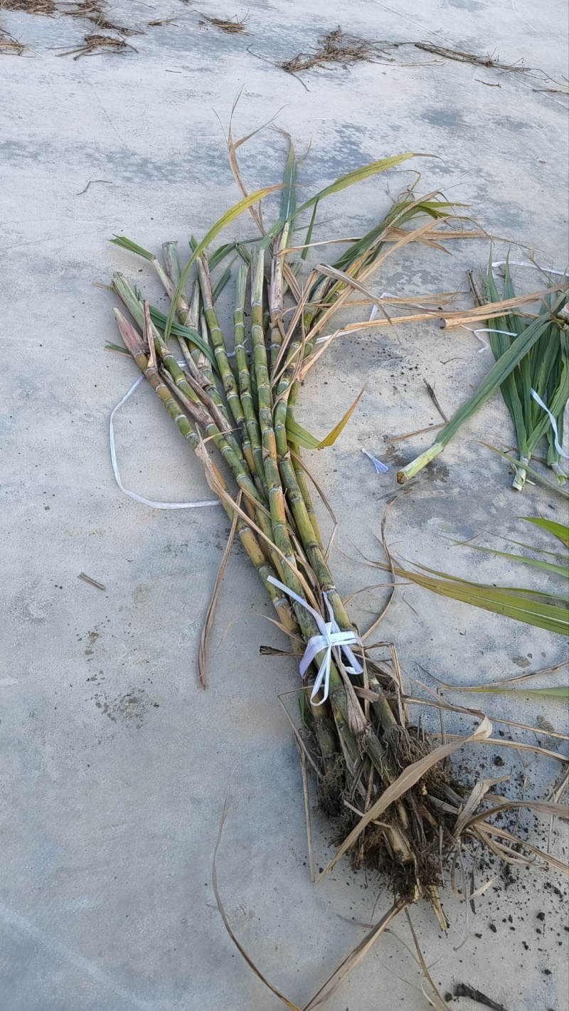 17-18芽多黄金甘蔗种茎，多数超过20+芽，大概3万条，欢