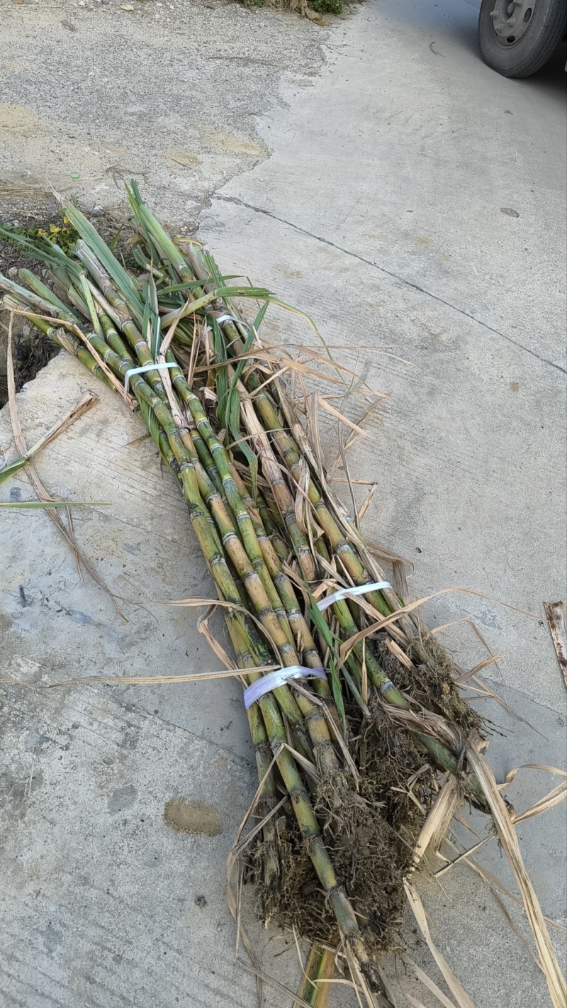 17-18芽多黄金甘蔗种茎，多数超过20+芽，大概3万条，欢