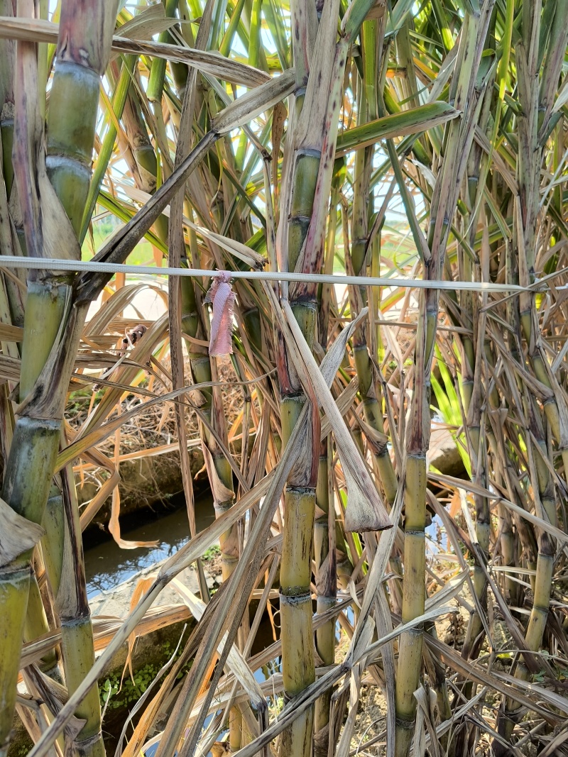 17-18芽多黄金甘蔗种茎，多数超过20+芽，大概3万条，欢