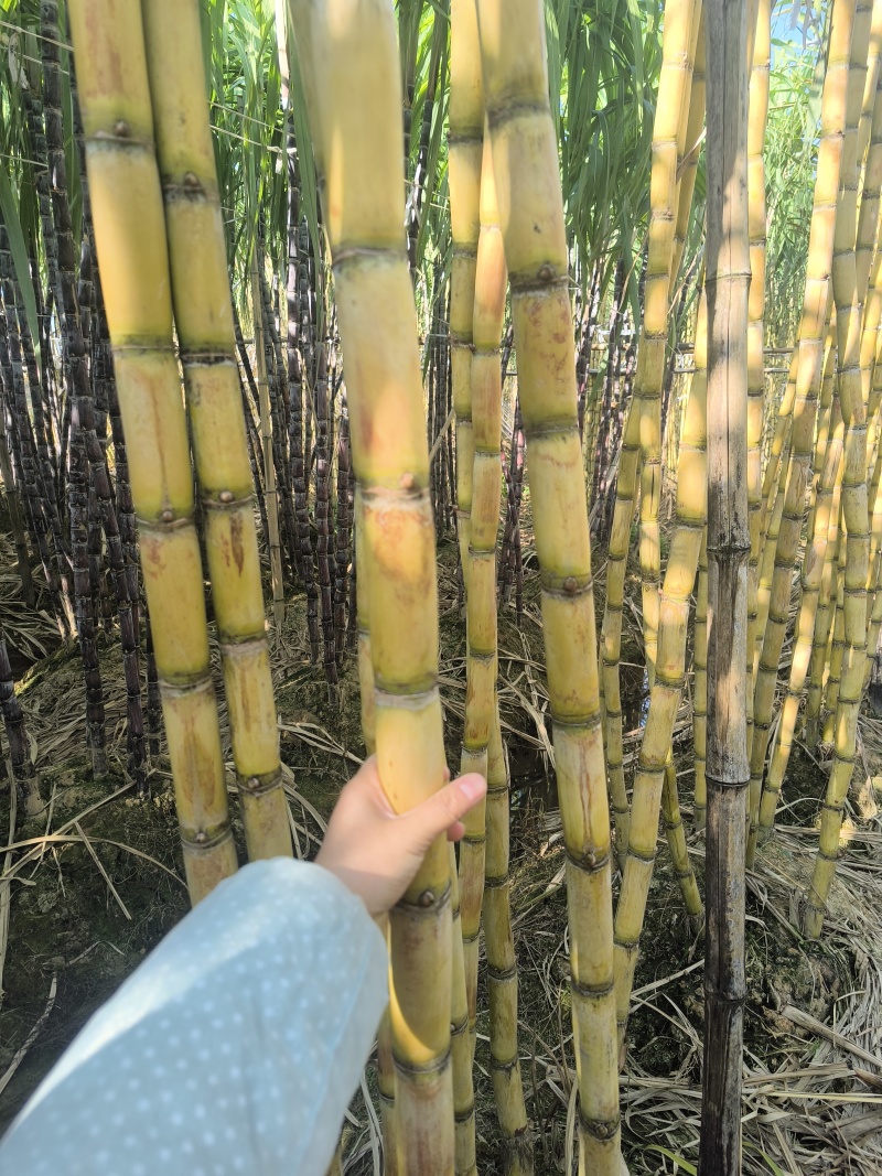 17-18芽多黄金甘蔗种茎，多数超过20+芽，大概3万条，欢
