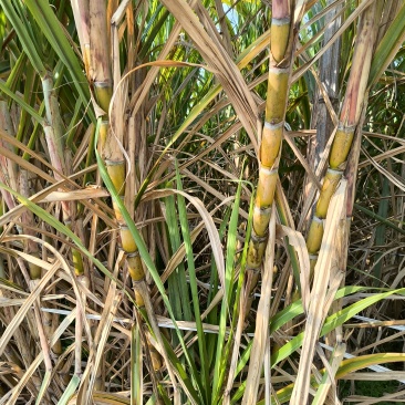 17-18芽多黄金甘蔗种茎，多数超过20+芽，大概3万条，欢