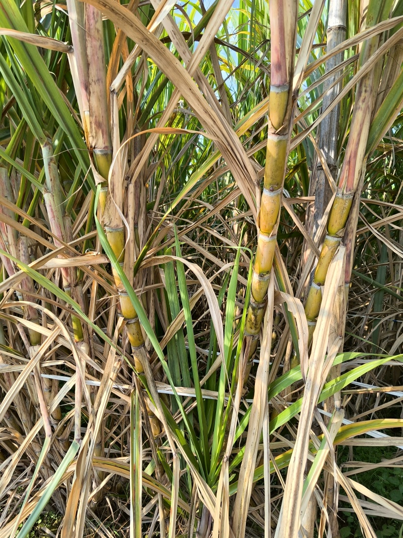 17-18芽多黄金甘蔗种茎，多数超过20+芽，大概3万条，欢