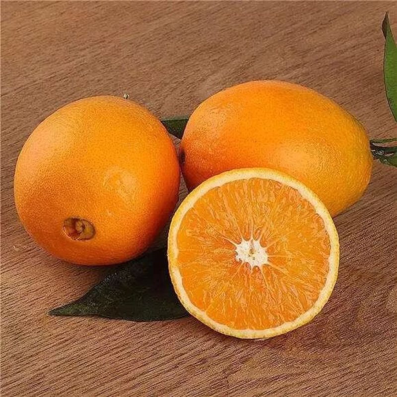 橙子。锦橙。