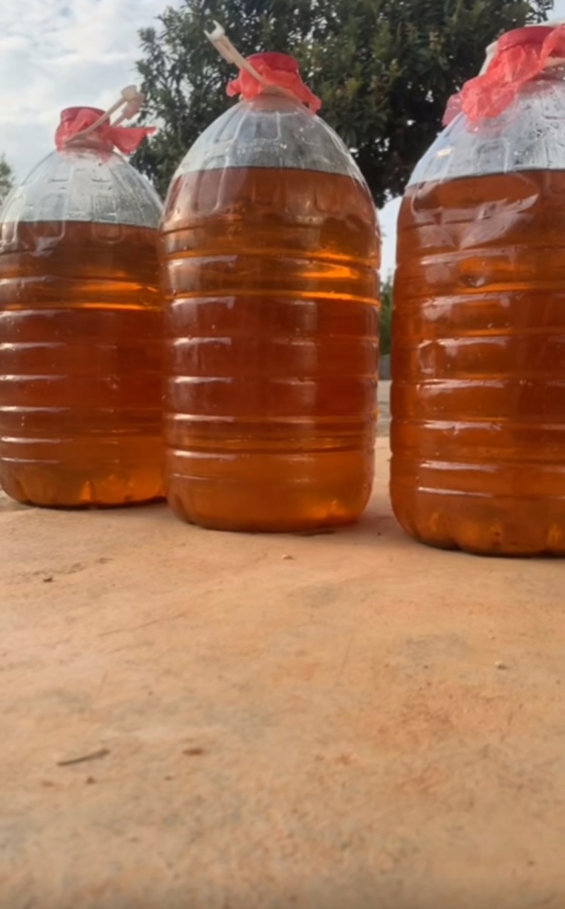 50年老树山茶油