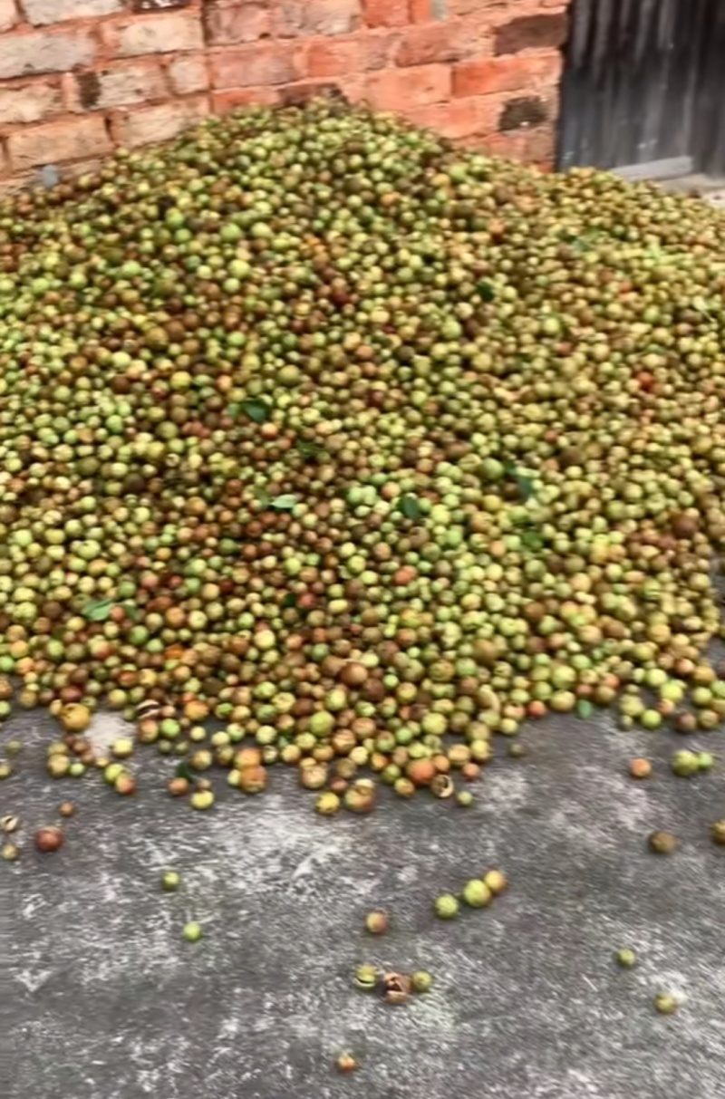 50年老树山茶油