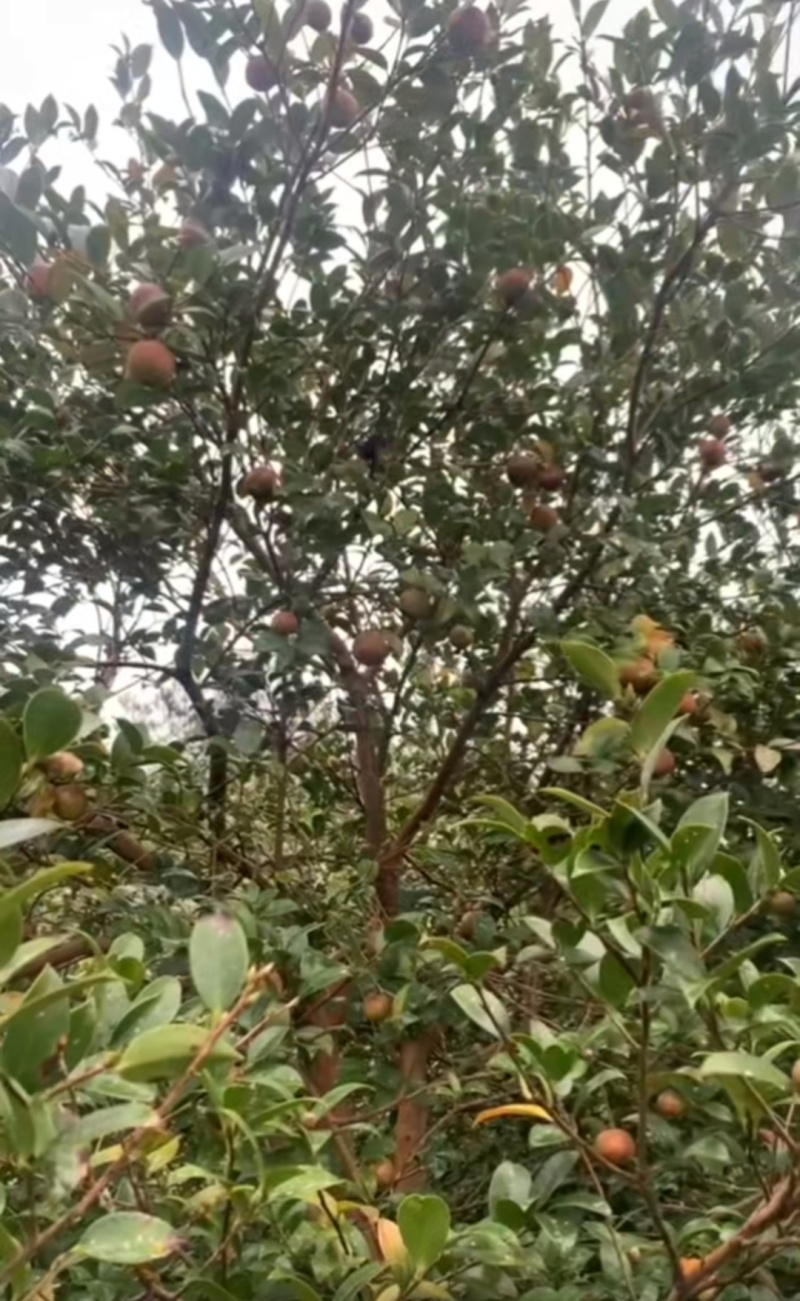 50年老树山茶油