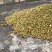 50年老树山茶油