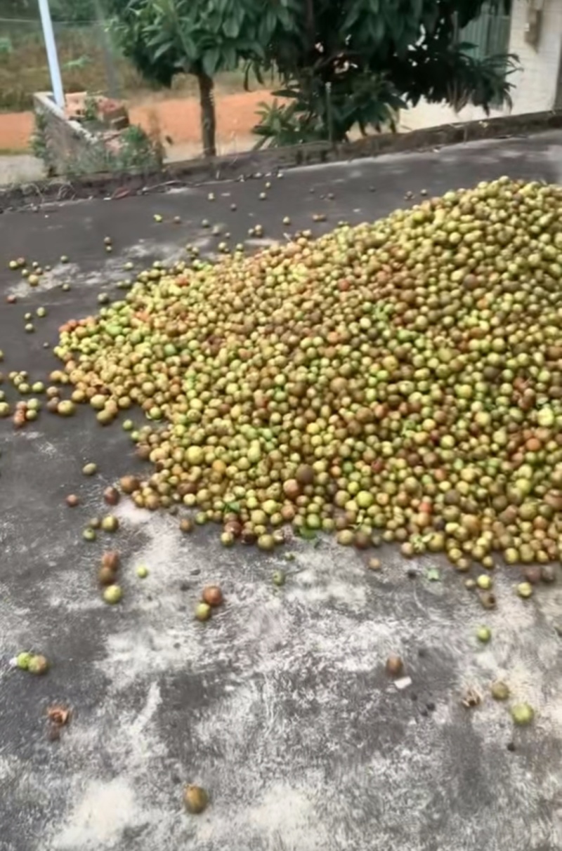 50年老树山茶油