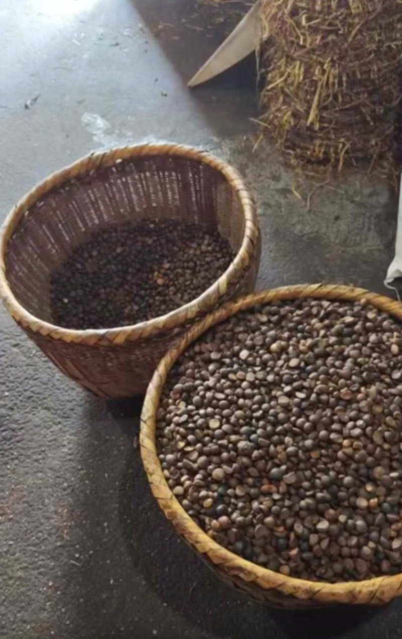50年老树山茶油