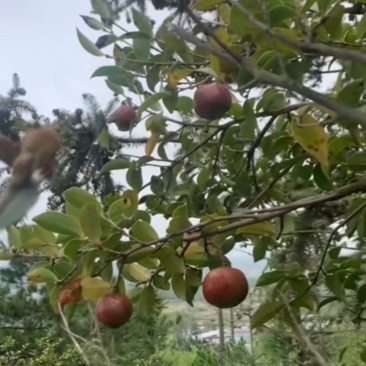 50年老树山茶油