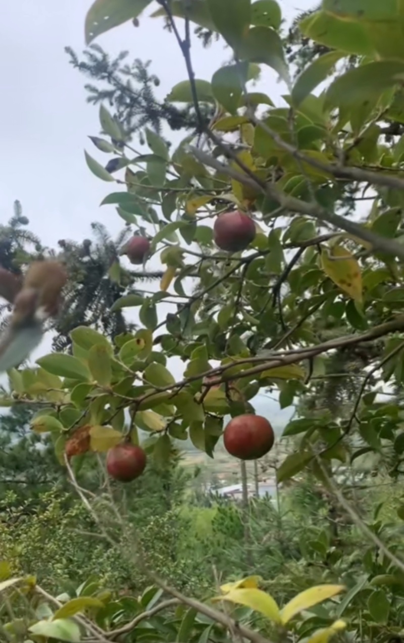 50年老树山茶油