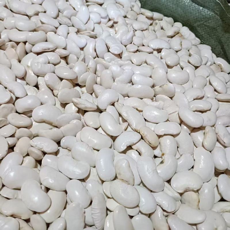 云南大理州白云豆