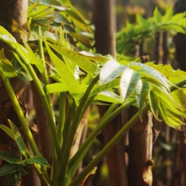 红油香椿现采直供