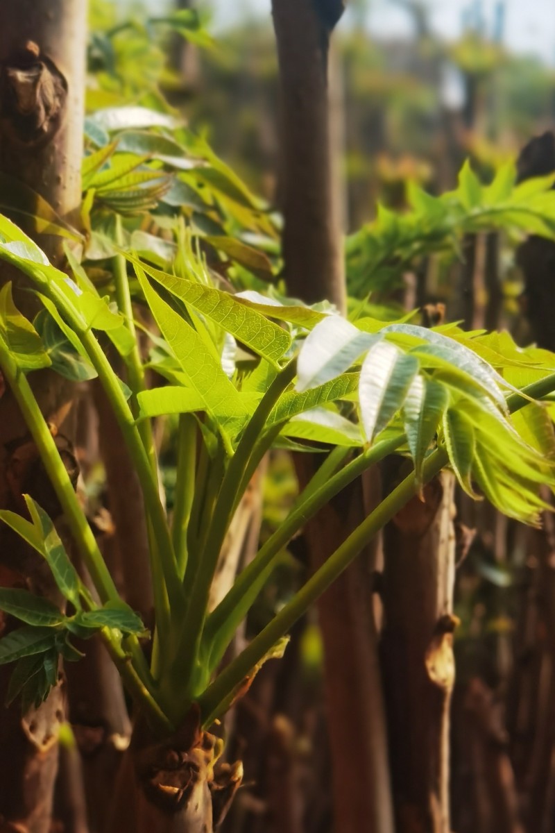 红油香椿现采直供