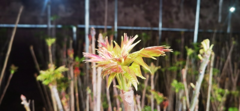 红油香椿现采直供