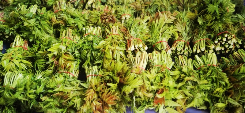 红油香椿现采直供