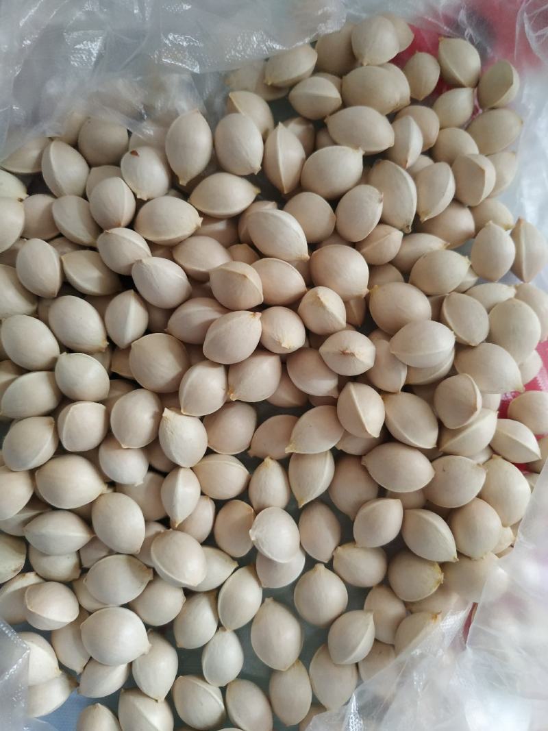 自家的白果，大小都有