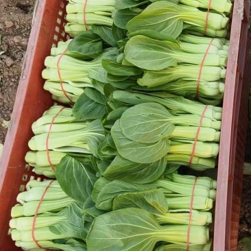 菜苔批发