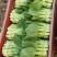 菜苔批发