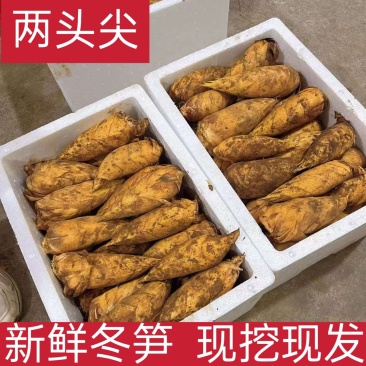 冬笋